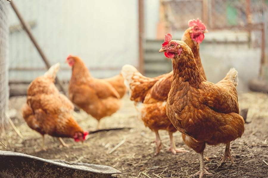 Chickens eating food