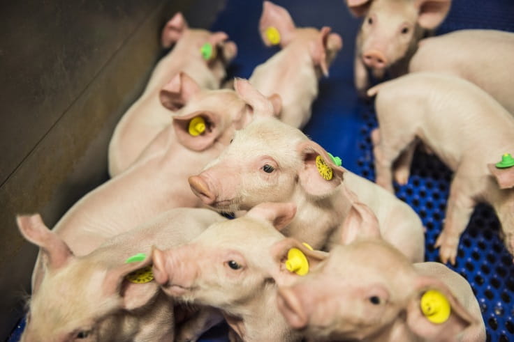 Piglets