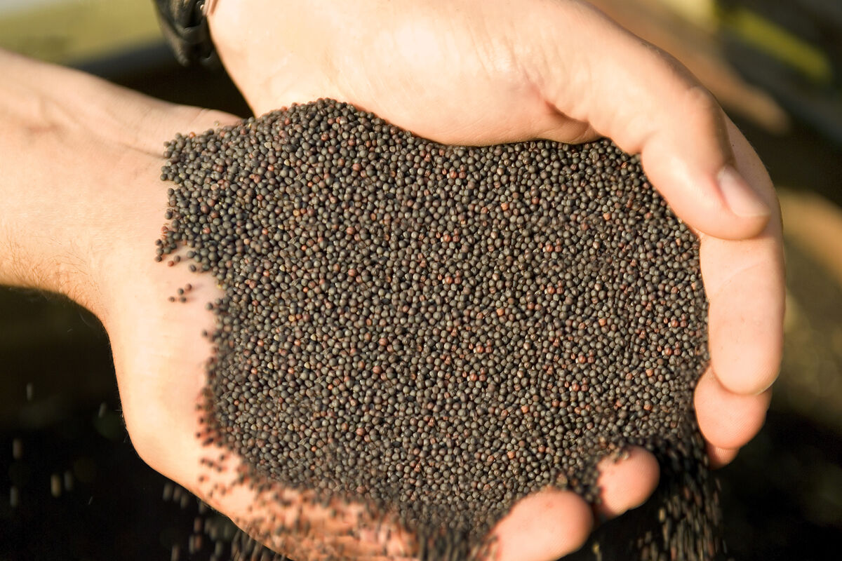 canola