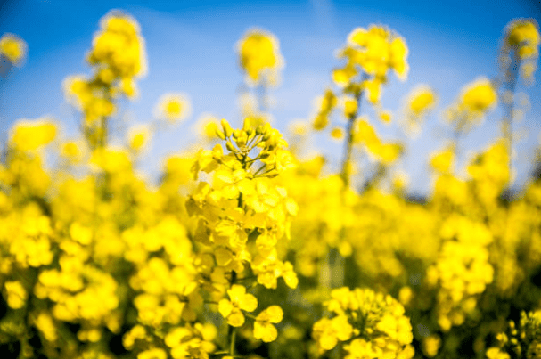 Close up of blooming canola crops