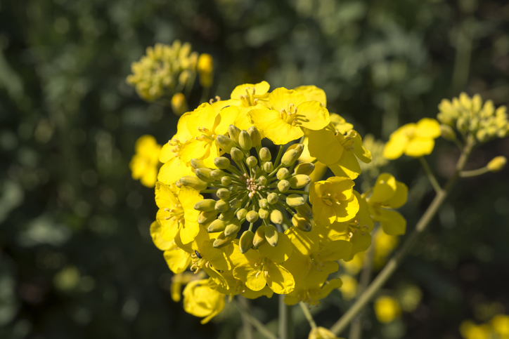 flor