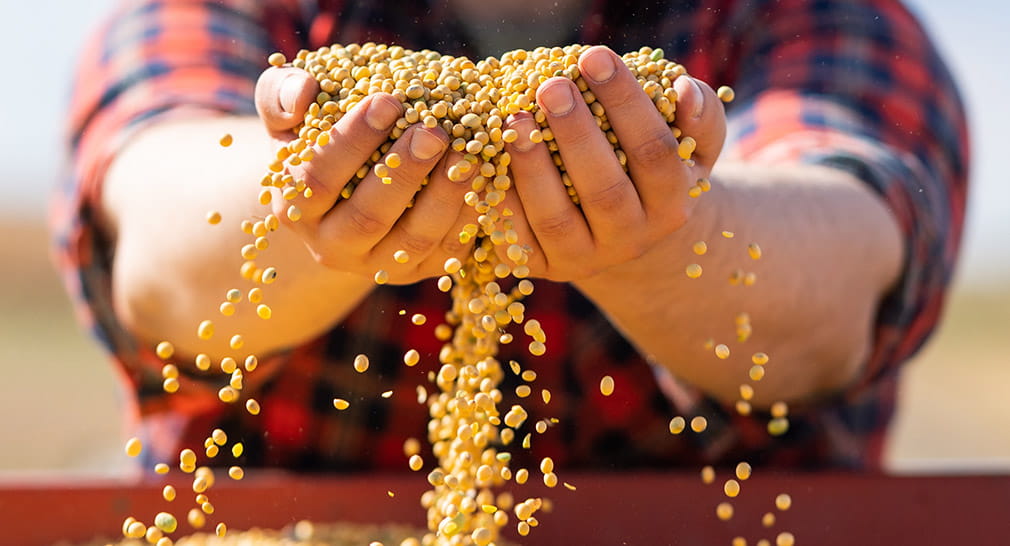 Close up of hands holding harvested soybeans