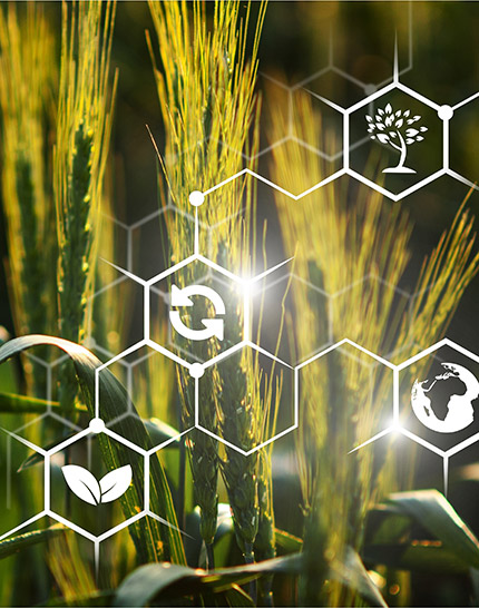 Wheat crops