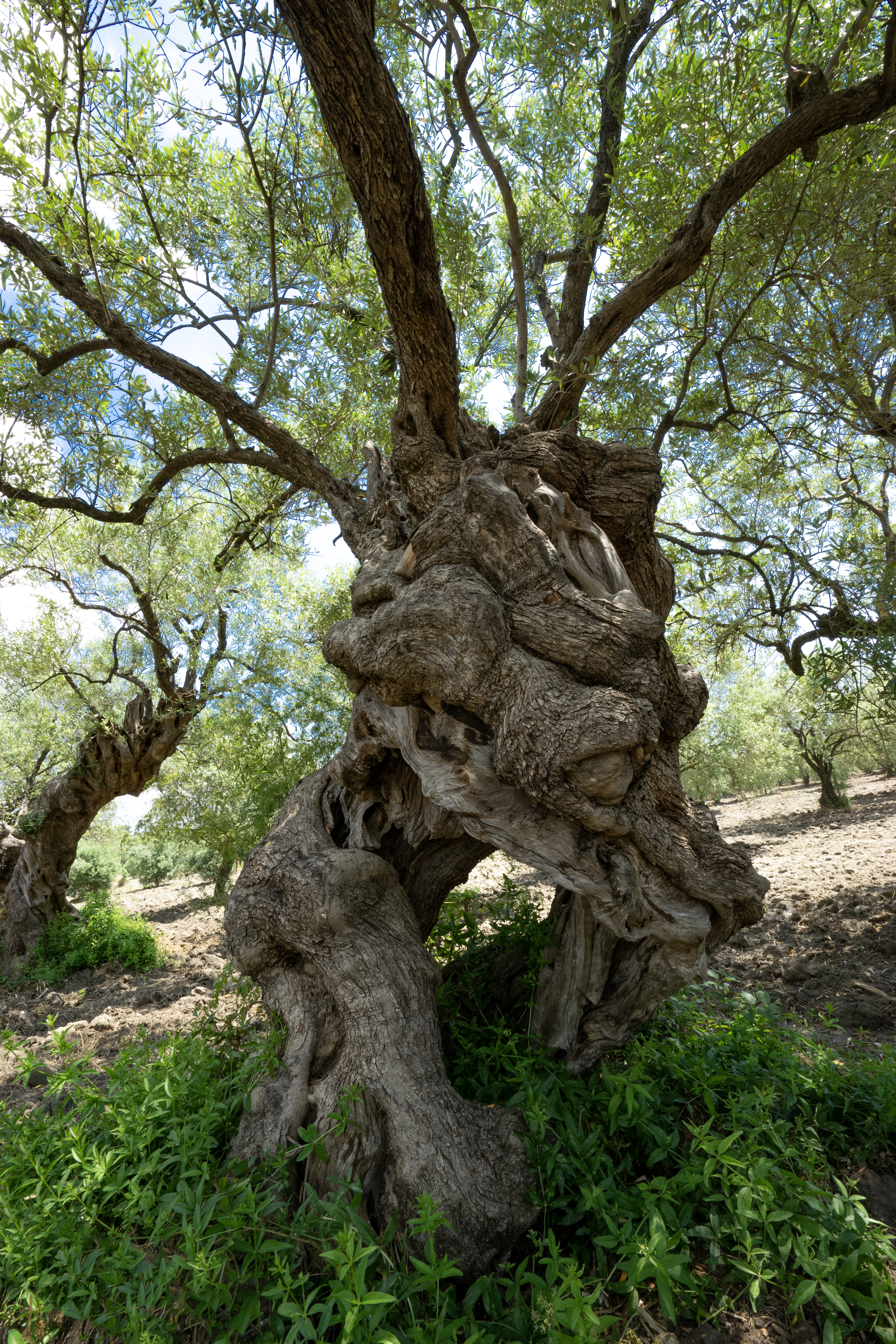 keep alive tree