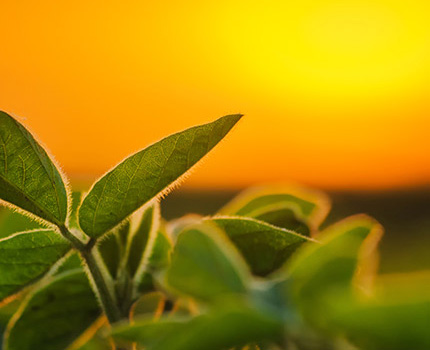 soy leaves