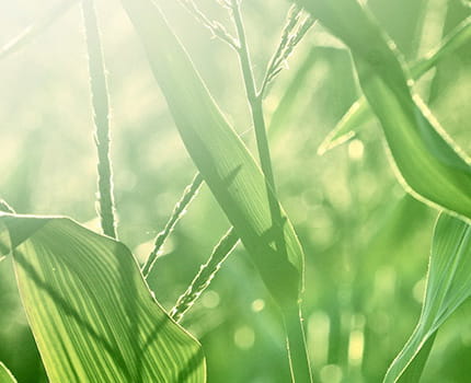 corn stalk