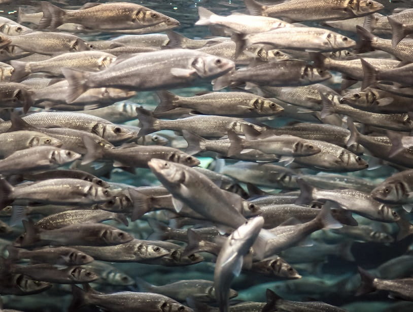 School of fish