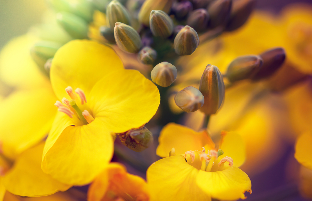 camelina