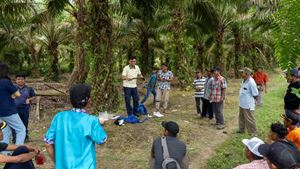 smallholders project with Musim Mas