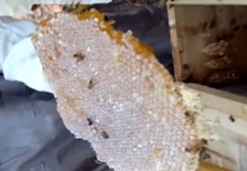 honeycomb