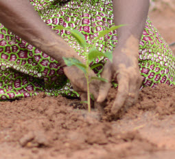 shea seedling plant