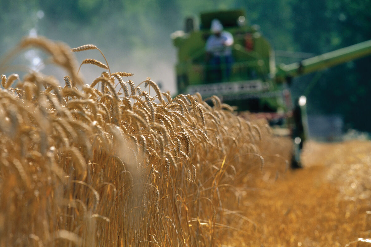 Wheat