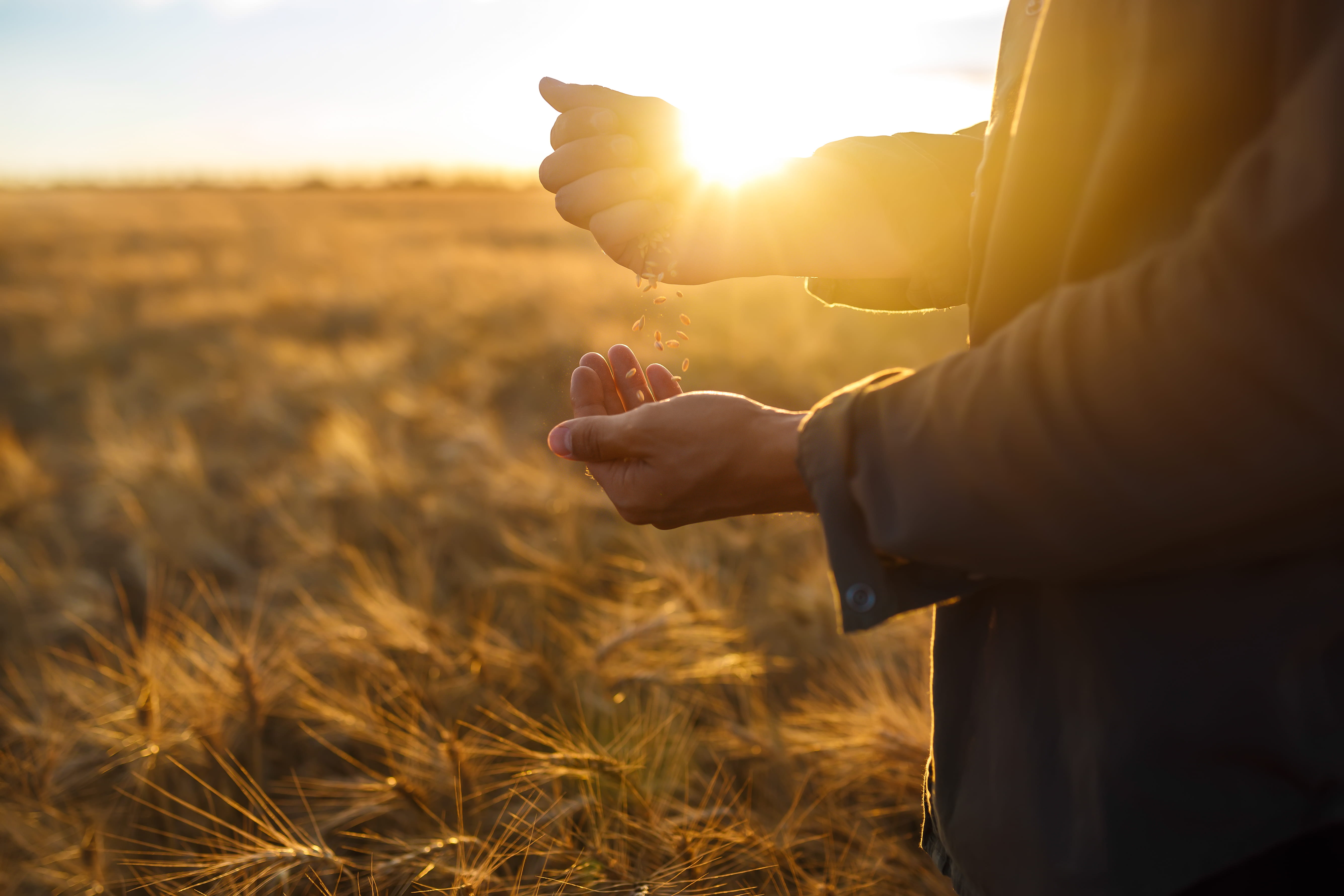 Wheat