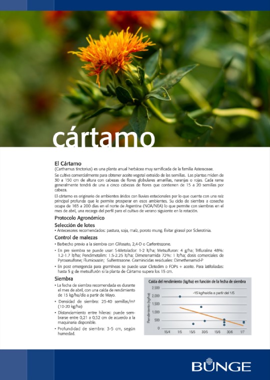 Cártamo
