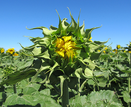 Flor de Girasol