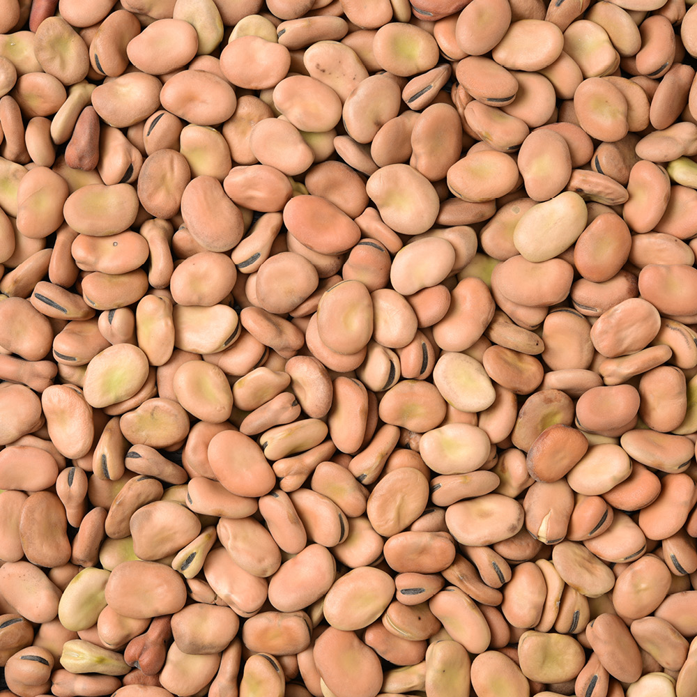 Faba beans