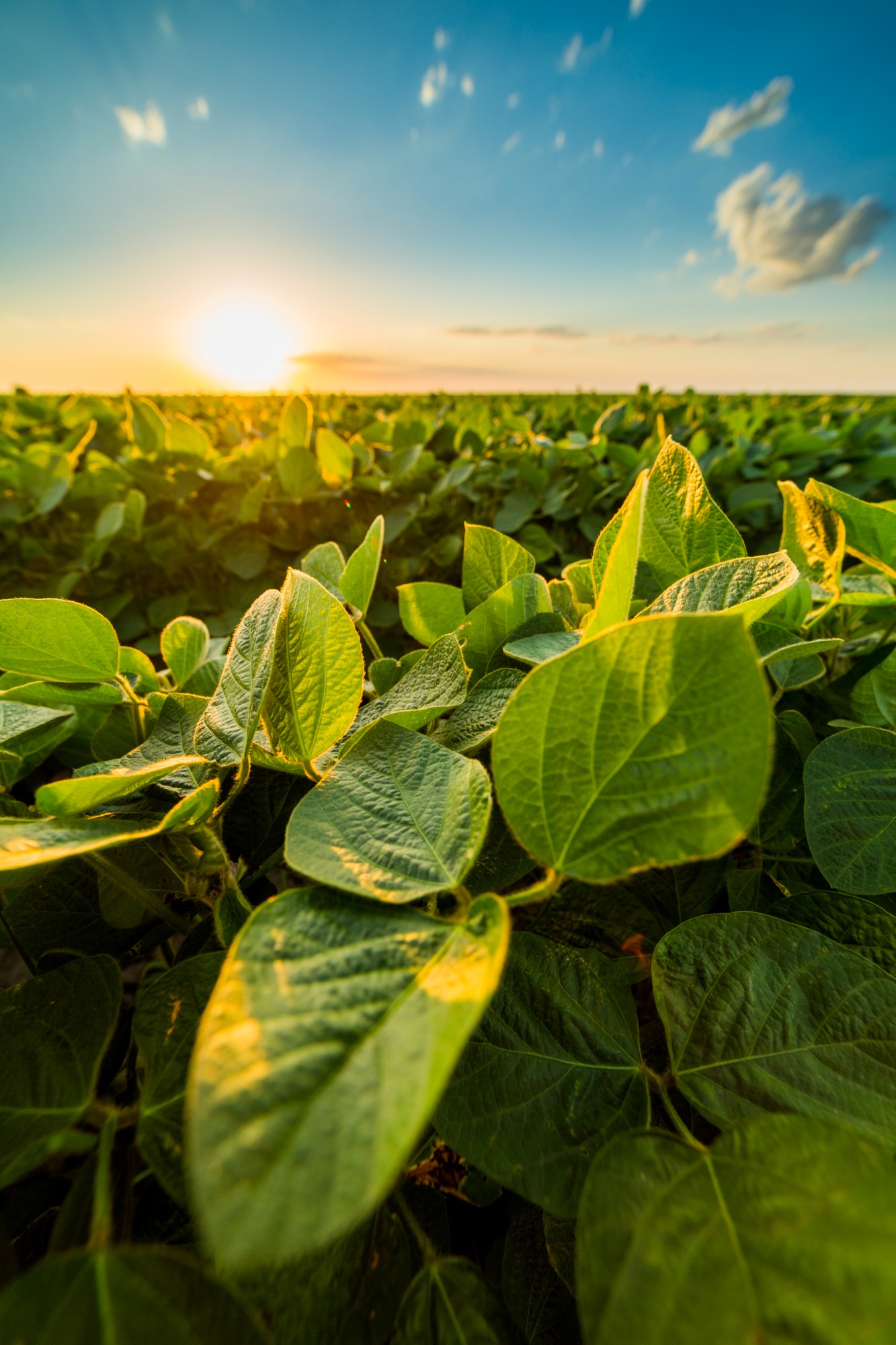 soybean crop