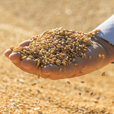 Selling grains