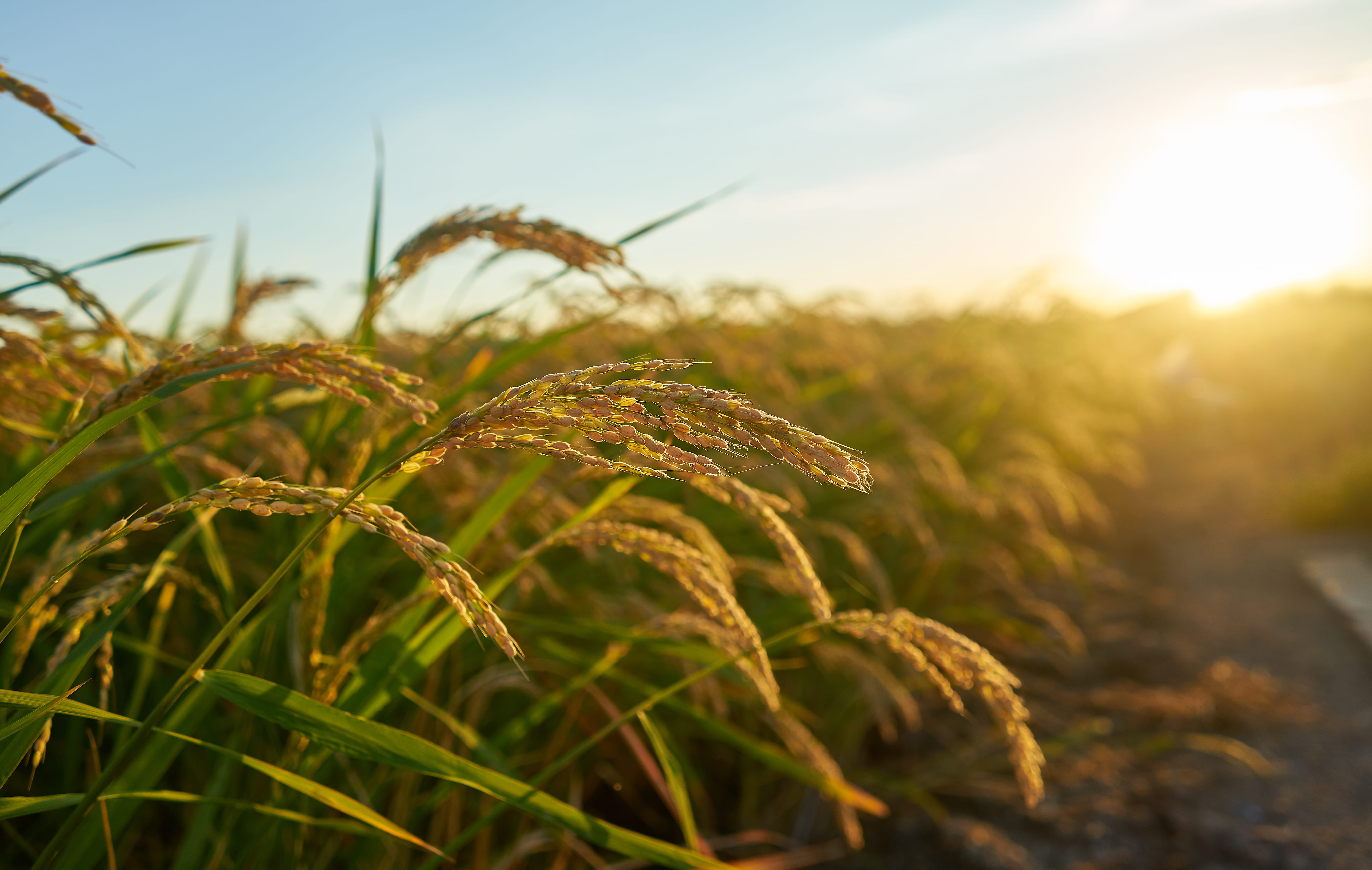 campo de arroz
