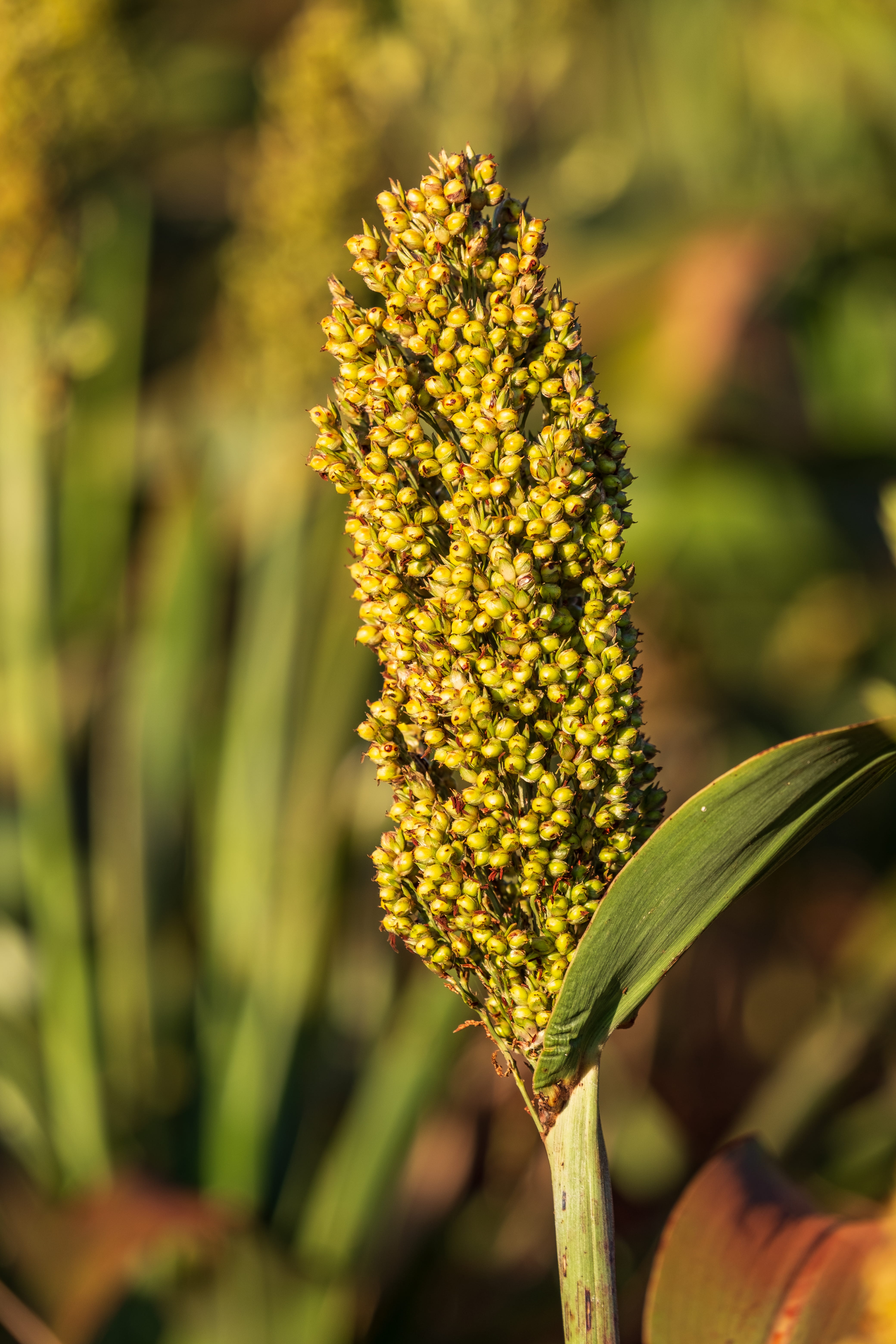sorgo