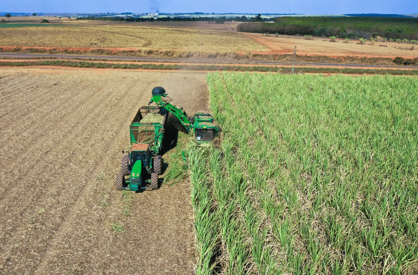 sugas cane