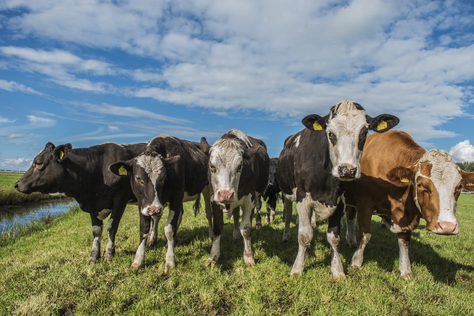 Cows in the field
