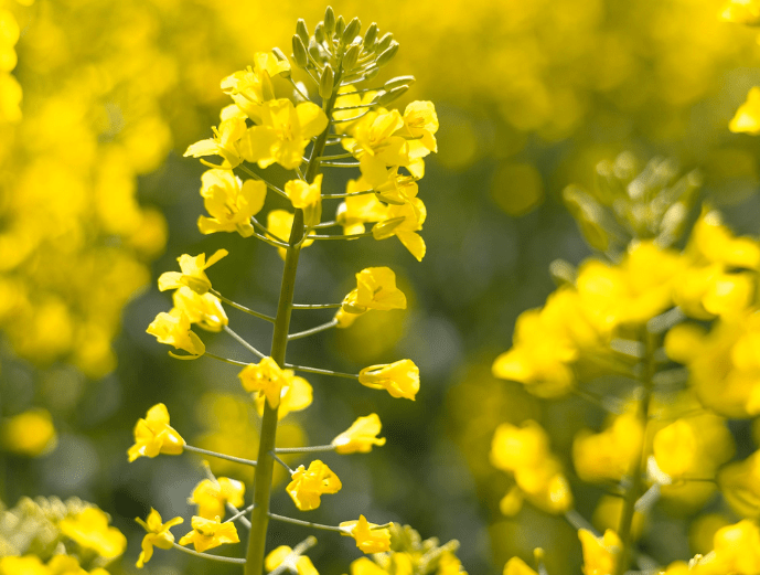 rapeseed flower