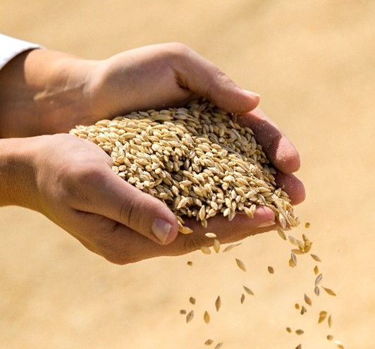 Crop