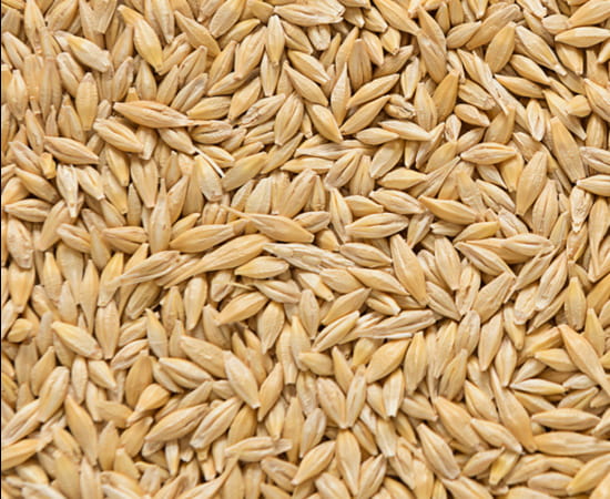 Barley