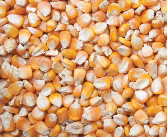 Maize