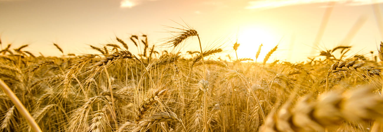 Our commodities - wheat (1)