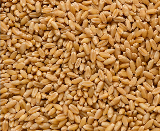 Wheat Crops