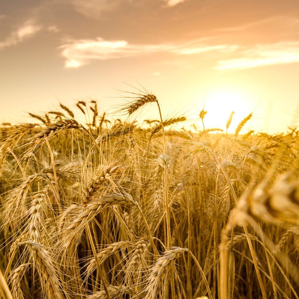 What we do - domestic grains