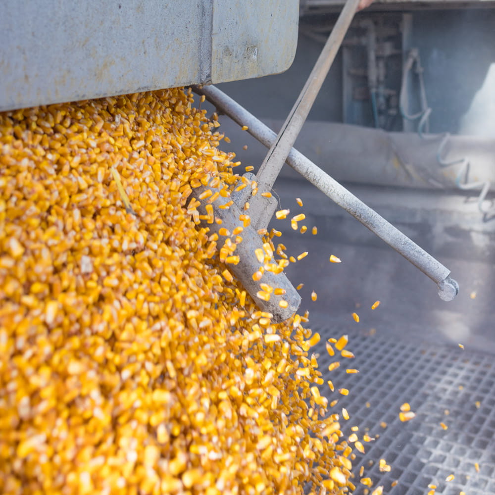 What we do - maize drying